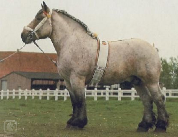 belgický tažný kůň