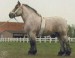 belgický tažný kůň